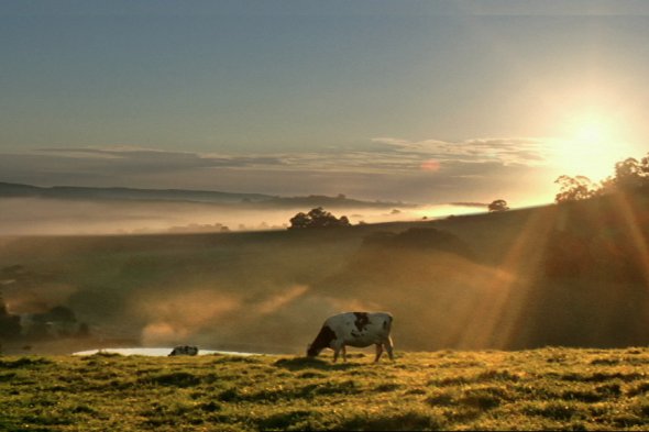 Dairy Farmers